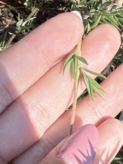 Eriogonum fasciculatum