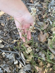 Eriogonum fasciculatum