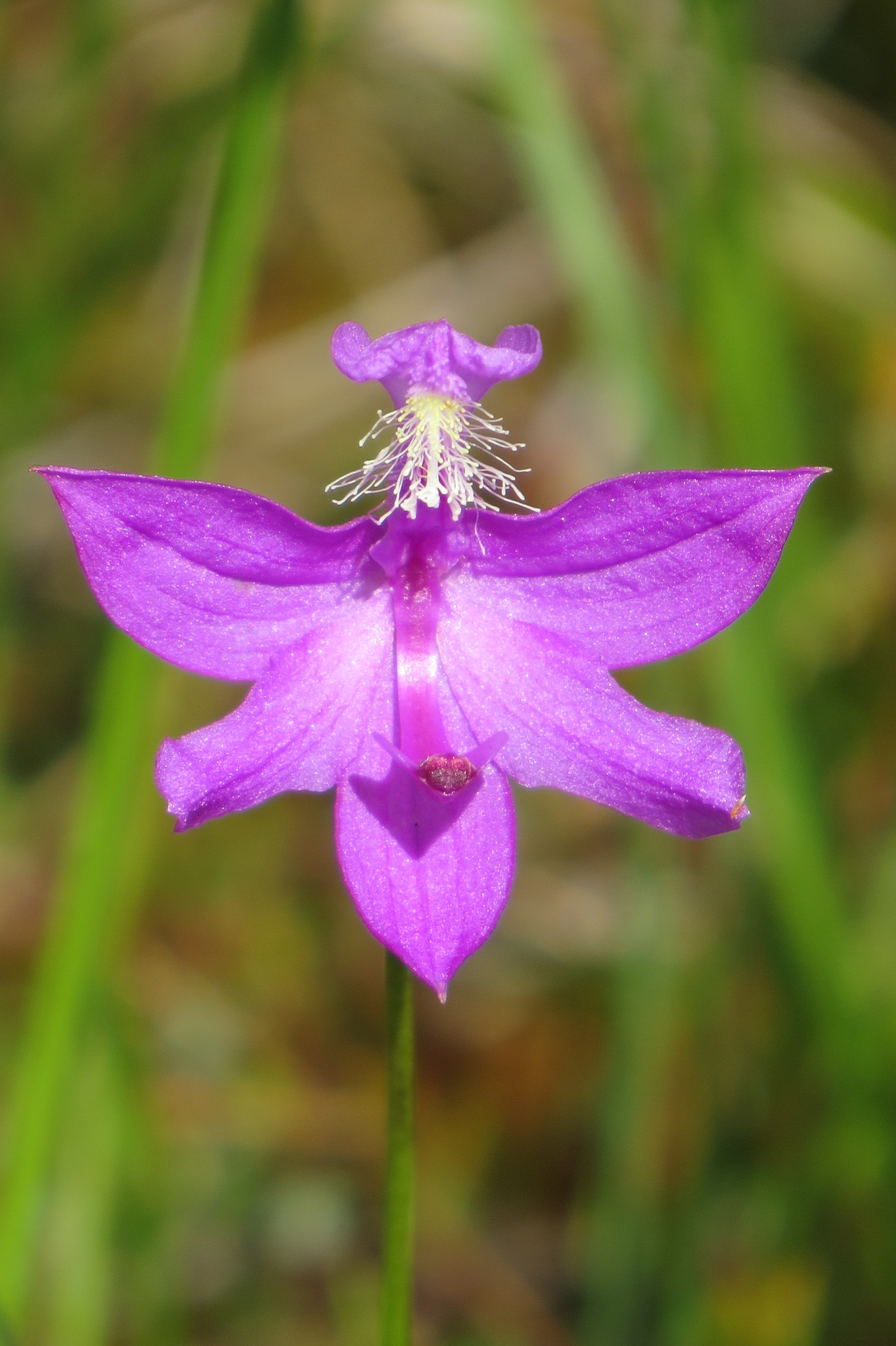 Calopogon tuberosus var. tuberosus