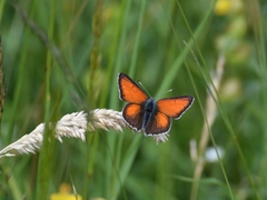 Lycaena hippothoe