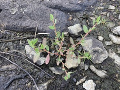Polygonum buxiforme