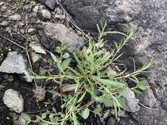 Polygonum spergulariiforme