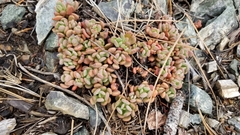 Sedum laxum