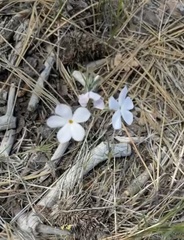 Phlox multiflora