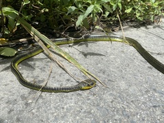 Chironius septentrionalis