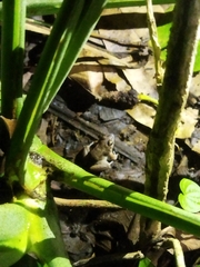 Leptodactylus poecilochilus