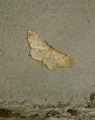Idaea fuscovenosa