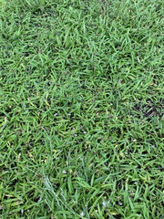 Euchiton gymnocephalus