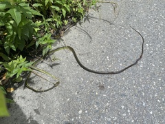 Chironius septentrionalis