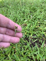Euchiton gymnocephalus