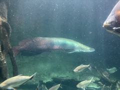 Arapaima gigas