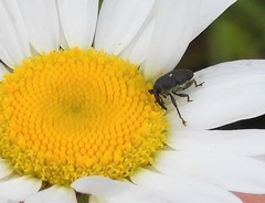 Odontocorynus salebrosus