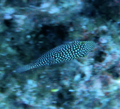 Canthigaster punctatissima