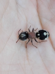 Ronisia barbarula