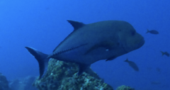 Caranx lugubris