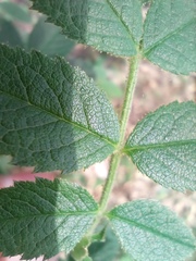Rosa elliptica
