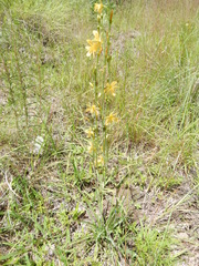 Echeandia mexicana