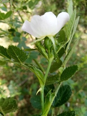 Rosa elliptica