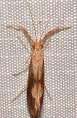 Triaenodes marginatus