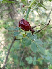 Rosa elliptica