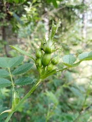 Rosa elliptica