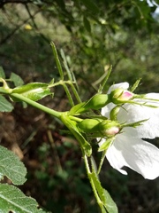 Rosa elliptica