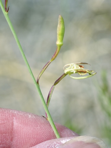 Texas Beeblossom (Oenothera calcicola)