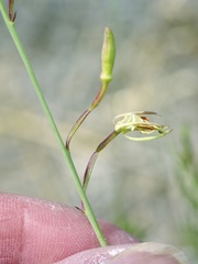 Oenothera calcicola