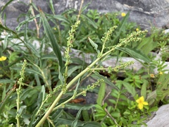 Rumex transitorius
