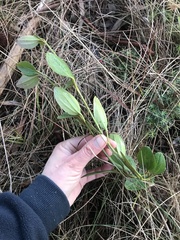 Clematis gentianoides