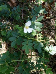 Rosa elliptica