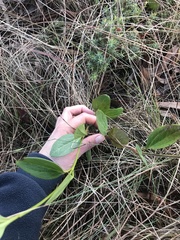 Clematis gentianoides