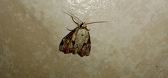 Hypena humuli