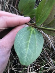 Clematis gentianoides