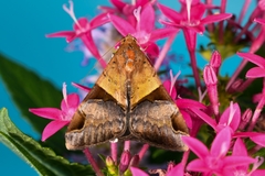 Melipotis fasciolaris