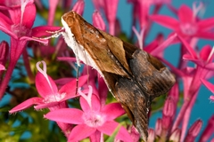 Melipotis fasciolaris