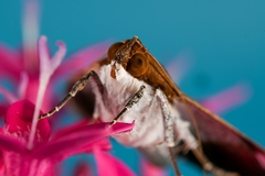 Melipotis fasciolaris