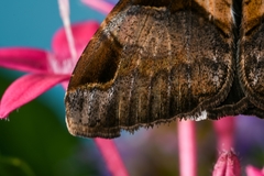 Melipotis fasciolaris