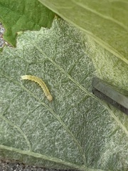 Desmia funeralis