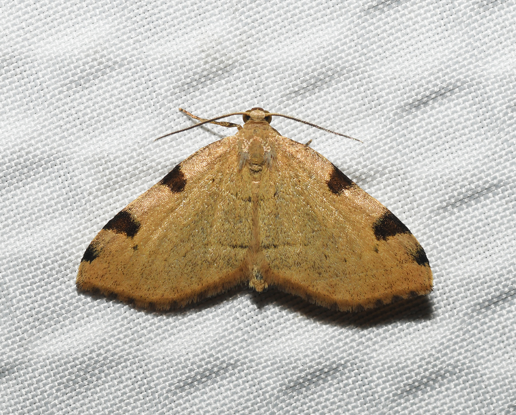 Heterophleps