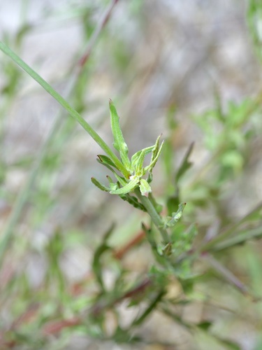 Image of Oenothera calcicola by (c) Michelle W. （鍾偉瑋）, some rights reserved (CC BY)