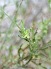 Oenothera calcicola, photograph (c) Michelle W. （鍾偉瑋）, some rights reserved (CC BY)