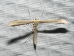 Hellinsia lacteodactylus