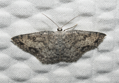 Cyclophora pendulinaria