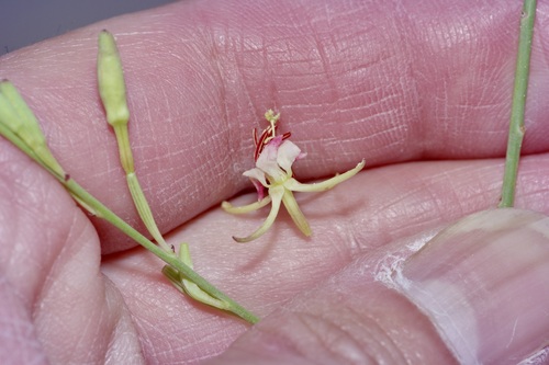 Image of Oenothera calcicola by (c) Michelle W. （鍾偉瑋）, some rights reserved (CC BY)