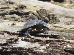 Graptemys geographica