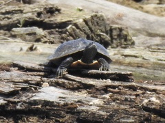 Graptemys geographica