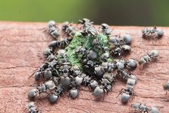 Cephalotes multispinosus