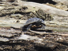 Graptemys geographica