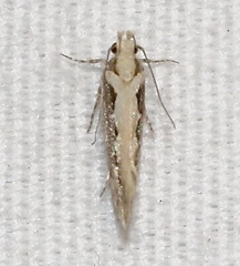 Ornativalva erubescens